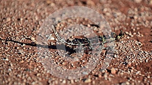 Thorny devil reptile in western Australia