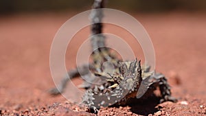 Thorny devil reptile in Western Australia outback