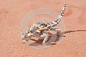 Thorny Devil with shadow on red outback sand photo