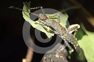 Thorny devil stick insect