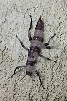 Thorny devil stick insect (Eurycantha calcarata).