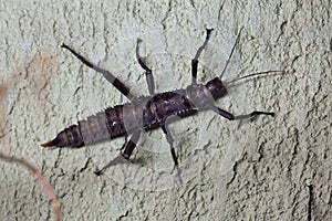 Thorny devil stick insect (Eurycantha calcarata). photo