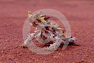 Thorny devil photo