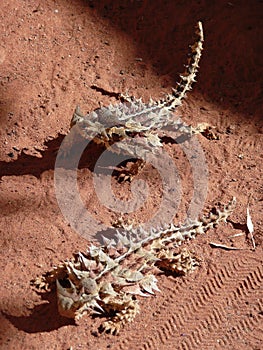 Thorny Devils