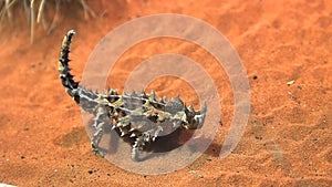 Thorny dragon lizard eats an ant