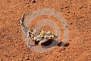 Thorny dragon in the Northern Territory of Australia