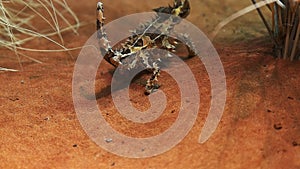 Thorny dragon walks up a sand dune