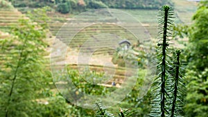 A thorny erect plant