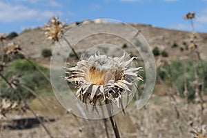 A thorny flower that has dried