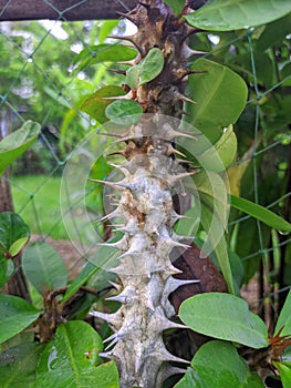 A thorny flowering tree in garden