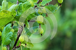 Green berries of a gooseberry on a blurred background close-up.