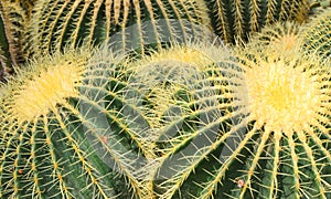 Thorny green cacti