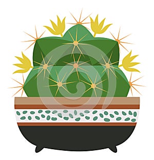 Thorny green cactus in pot. Round prickly succulent