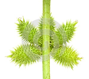 Thorny green seed pods