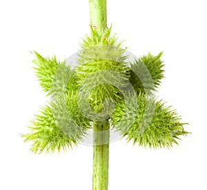 Thorny green seedpods isolated on white