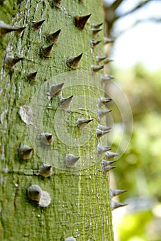 Thorny Green Tree #2