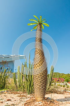 Thorny madagascar cactus