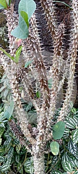 thorny ornamental plants that decorate my home garden