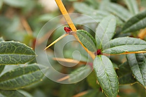 Thorny ornamental shrub in winter