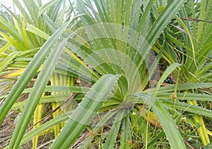 thorny pandan trees on the coast