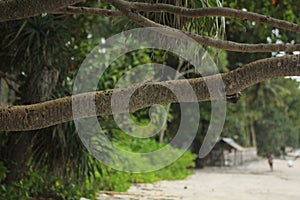 thorny pandanus tree trunk branch that widens and extends to the side photo