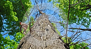 A thorny path to the top