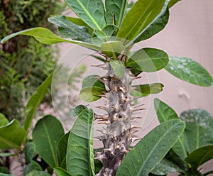 The thorny plant