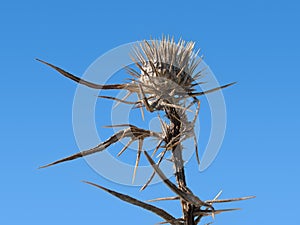 Thorny plant photo