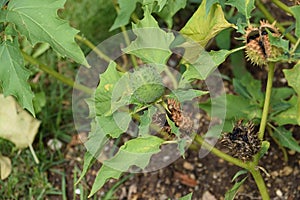 Thorny plant Datura Stramonium Seed capsule of Jimsonweed, Devil