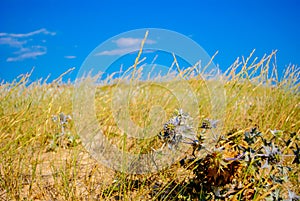 Thorny plant