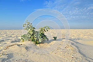 Thorny plant grows in the sand in the desert