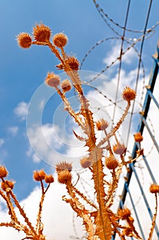 Thorny plants