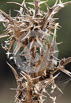 Thorny plants, detail, blurred background