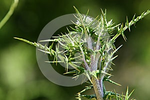 Thorny plants and flowers in a forest glade