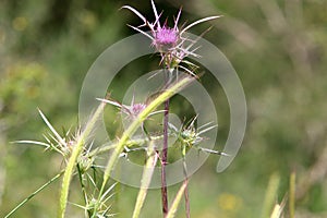 Thorny plants and flowers in a forest glade