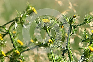 Thorny plants and flowers in a forest glade