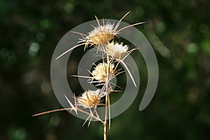 Thorny plants and flowers in a forest glade