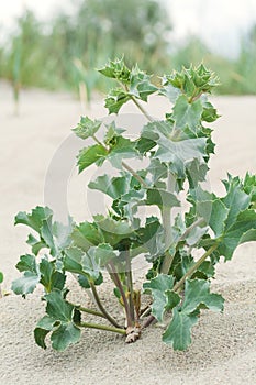 Thorny plants growing on the beach in the sand,