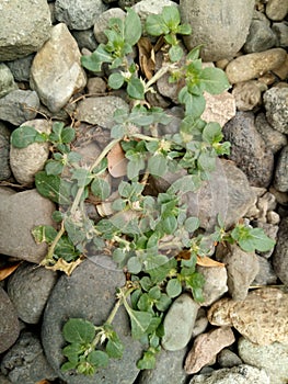 thorny plants photo