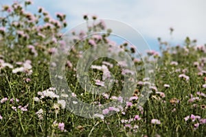 Thorny plants spontaneous in flowering