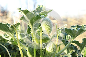 Thorny prairie plant with green round and exploding seeds.