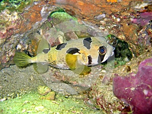 Thorny Pufferfish