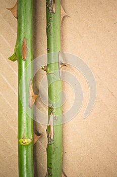 thorny rose twigs