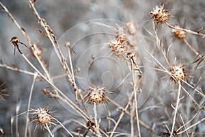 thorny scene winter nature scene wallpaper image