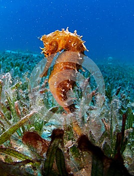 Thorny Sea Horse seahorse Red Sea