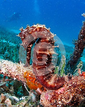 Thorny Sea Horse seahorse Red Sea photo