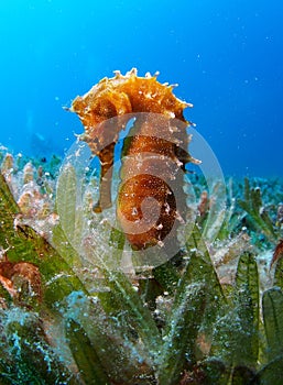 Thorny Sea Horse seahorse Red Sea photo