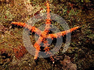 Thorny Sea Star Fromia nodosa,