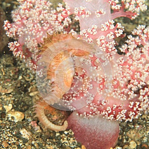 Thorny seahorse