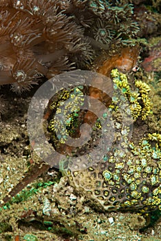 Thorny seahorse in Ambon, Maluku, Indonesia underwater photo